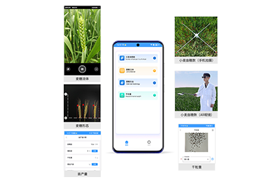石嘴山市小麦亩穗数分析仪IN-XM02