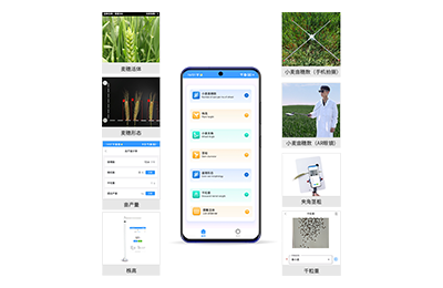 石嘴山市小麦表型测量仪IN-XM05